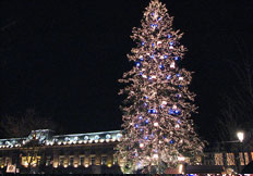 Sapin de Noel